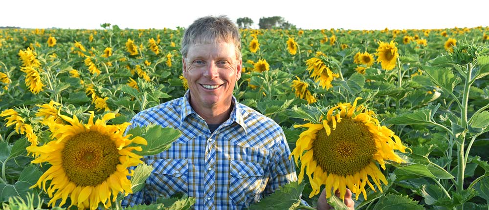 Sunflower grower